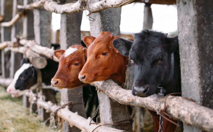 La Comisión Europea amplía hasta el 15 de junio el plazo de presentación de la PAC