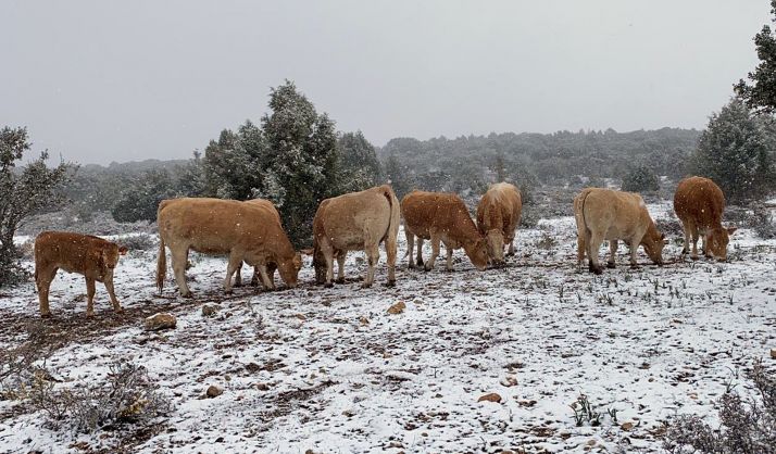 Ganado vacuno en Liceras, pastando tras dispensar pienso su propietario. /ASAJA