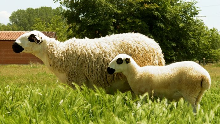 Madre y cordero de ojalada soriana. 