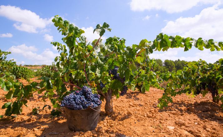 En el concurso ‘Mi Primera Vendimia’ podrán participar todos los estudiantes de la Comunidad