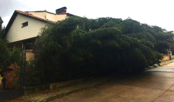 Una imagen del árbol tras ser derribado. 