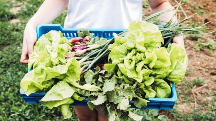 UPA pide que se autorice el trabajo en los huertos y parcelas familiares