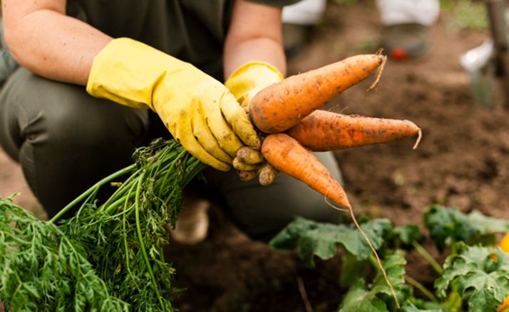 Desde el sábado se podrá atender los huertos