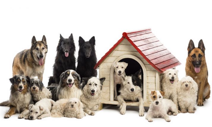 Sancionado un guardia civil por gestionar un centro canino de Ciudad Rodrigo estando de baja y sin tener compatibilidad