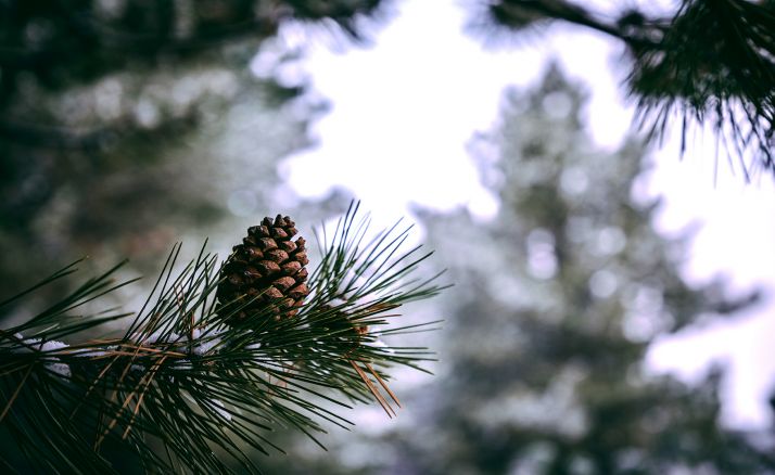 Los ayuntamientos de Covaleda y de Quintanar de la Sierra dispuestos a echarse una mano