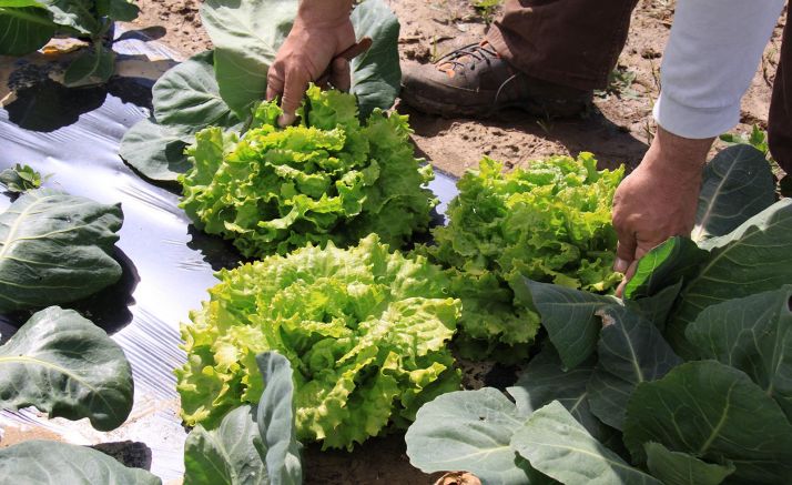 En el Día Mundial de la Salud, UPA aboga por la agricultura y la ganadería familiar