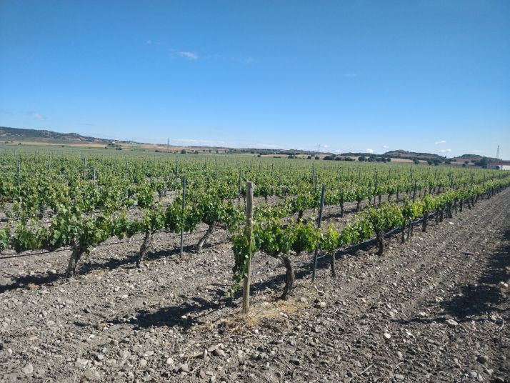 CyL cuenta con 650 bodegas que dan trabajo a 15.000 viticultores