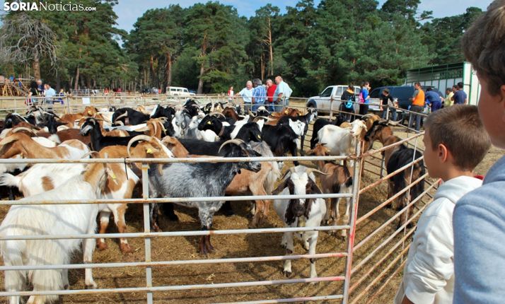 Cabezas de caprino en una feria ganadera de Vinuesa. /SN