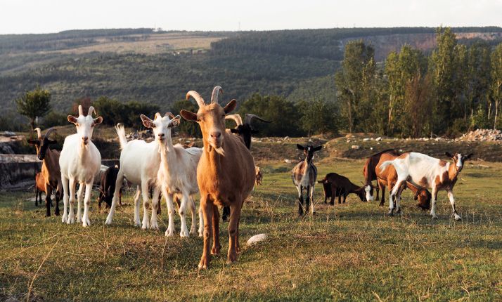 El PSOE soriano realza las ayudas del Gobierno al caprino y ovino