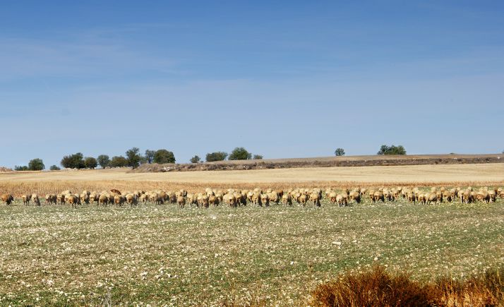 Un ganado de ovino pastando en un campo de la provincia. 