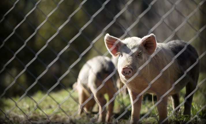 Piden prorrogar las licencias de las explotaciones ganaderas en cascos urbanos