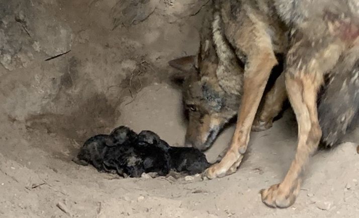VÍDEO: Así fue el parto de Jara en el Centro del Lobo de Castilla y León  