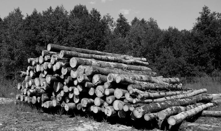 Aprobado los pliegos para aprovechamientos maderables por 740.615 euros