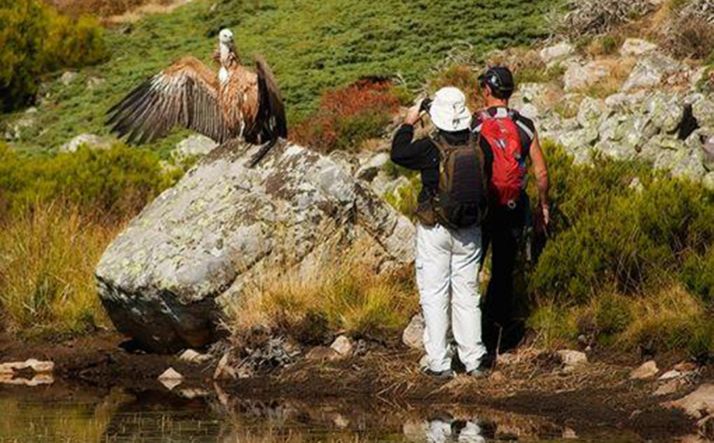 Dos excursionistas observan un buitre leonado en Montenegro de Cameros, municipio del radio de acción de ASOPIVA. 