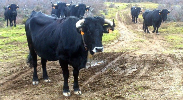 Un millón de euros a fomentar la cría de razas autóctonas, entre ellas la serrana negra soriana