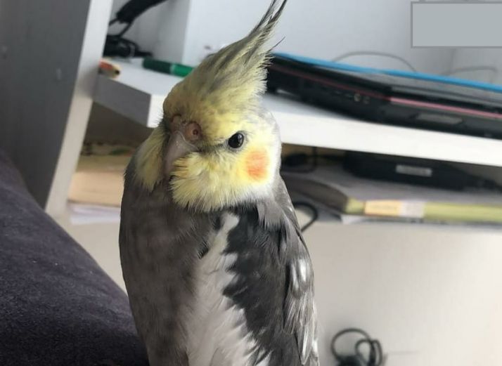 Crasty, la ninfa perdida en la Fuente del Rey.