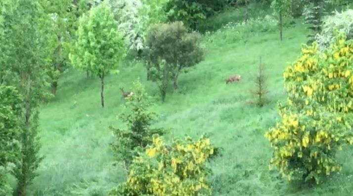 VIDEO: Dos corzos visitan la ladera del Castillo 