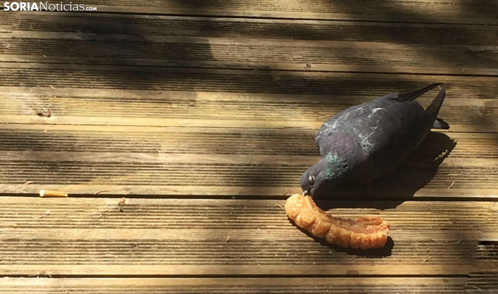 Las palomas también se vuelven locas por el Torrezno de Soria