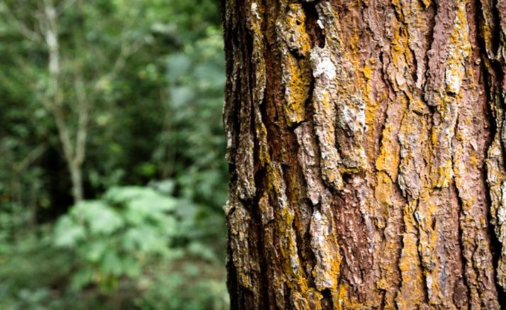 La región lidera la superficie de monte con Certificado de Gestión Forestal Sostenible