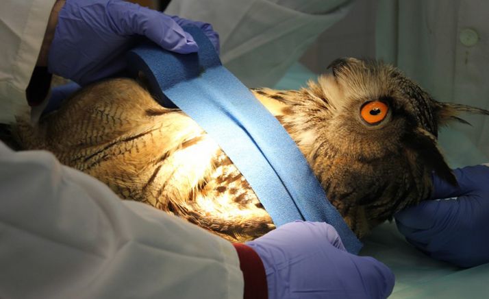 Un búho real en el CRAS de Valladolid. /FPN