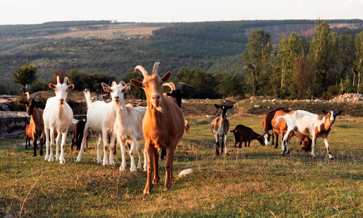 La Junta aporta casi 2,5 M€ para los ganaderos de ovino y caprino 