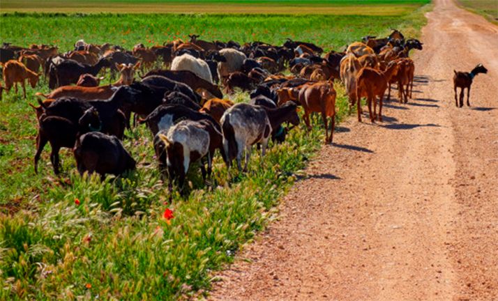 Ayudas estatales de 2M€ para el cordero y el cabrito de CyL