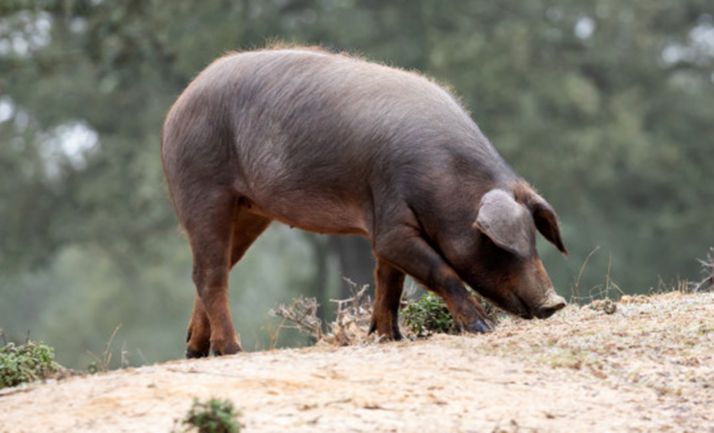 Un ejemplar de la raza ibérica pastando en una dehesa. 