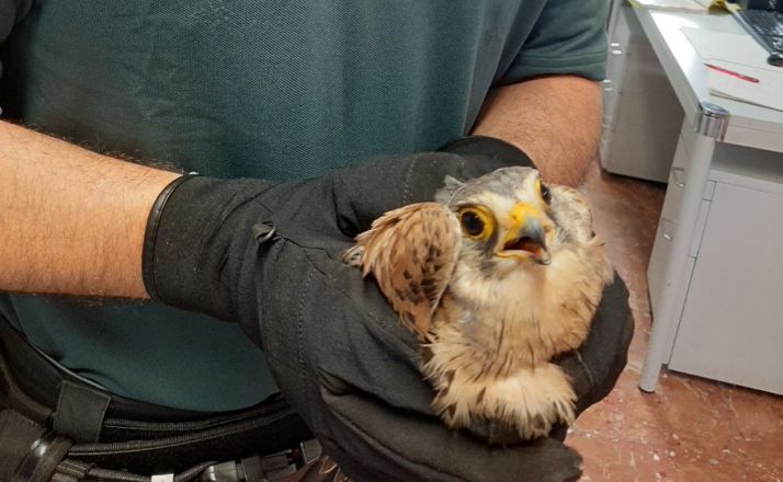 La Guardia Civil recupera un cernícalo herido en Almazán