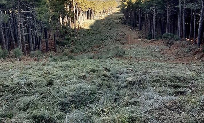 Imagen de un cortafuegos en un pinar. 