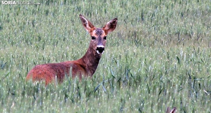 Las licencias de caza y pesca disponibles a traves de internet
