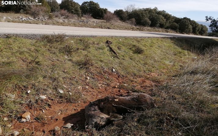 El cuerpo de una corza tras ser atropellada en la carretera que lleva de Ólvega al puerto del Madero. /SN