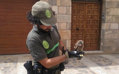 Rescatan una cría de cernícalo en Ágreda