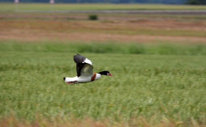 Un ejemplar de tarro blanco en el término de Barahona. /Luis del Olmo
