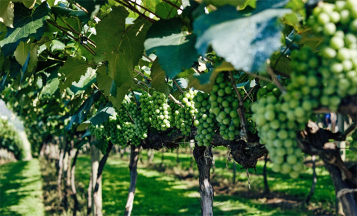 La Consejería de Agricultura recibe 8 solicitudes de viticultores sorianos para las ayudas en la cosecha en verde