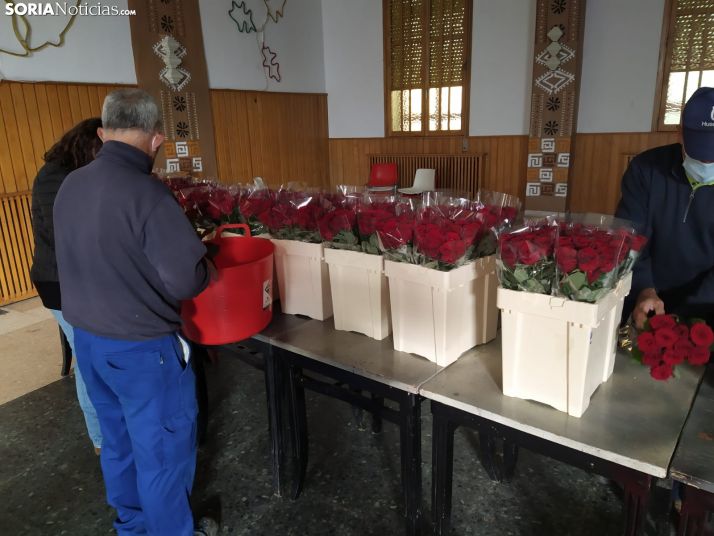 Una rosa para celebrar San Quirico en Covaleda