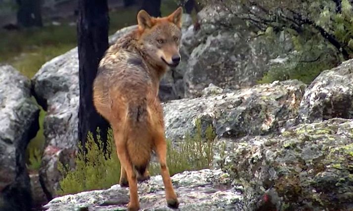 El plan de la Junta de aprovechamientos comarcales del lobo, en plena vigencia