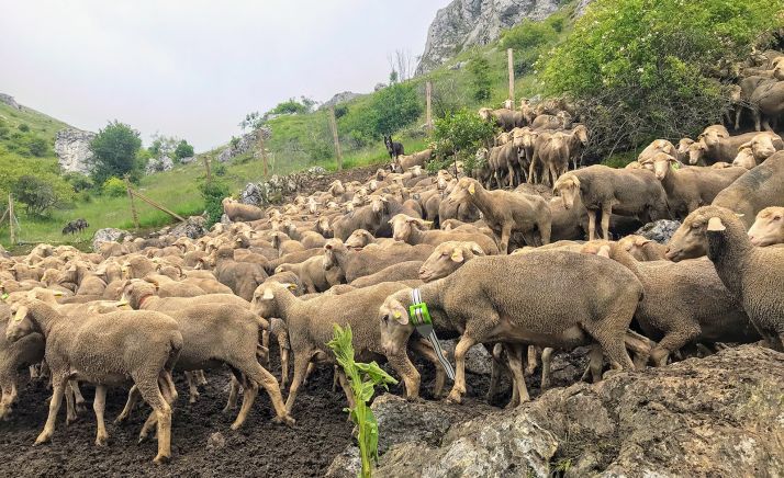 Una merina, en primer término, con un dispositivo GPS. /FC