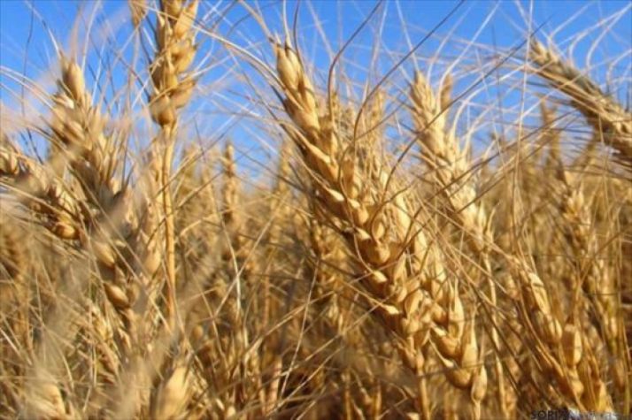 ASAJA cree que se las previsiones de cosecha se utilizan para hundir los precios del cereal