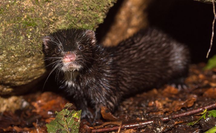Una imagen de este mustélido. 