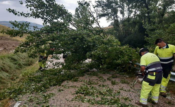 Operarios despejan la carretera tras la caída de un chopo. /MALM