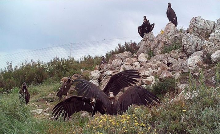 Récord en el número de buitres negros fotografiados en los muladares del LIFE RUPIS en el Duero 