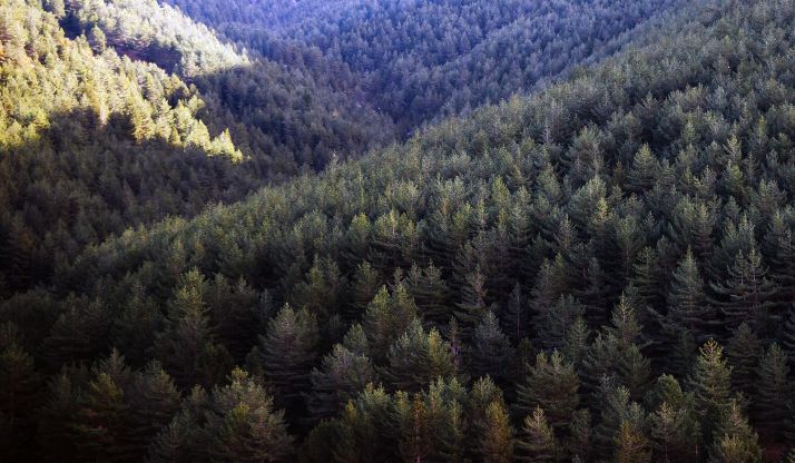 UVa y CESEFOR, referentes internacionales en ingeniería forestal
