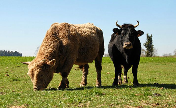 Fallece tras ser embestido por un toro en León