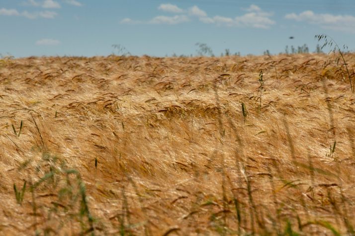 Una cosecha del cereal histórica en Castilla y León