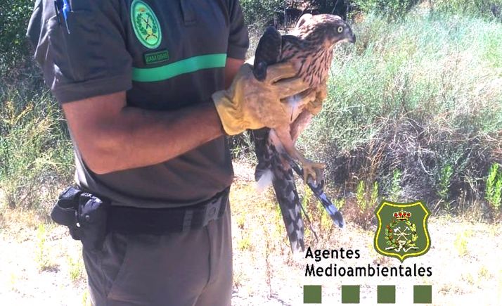 La rapaz en manos de un agente medioambiental. /Apamcyl