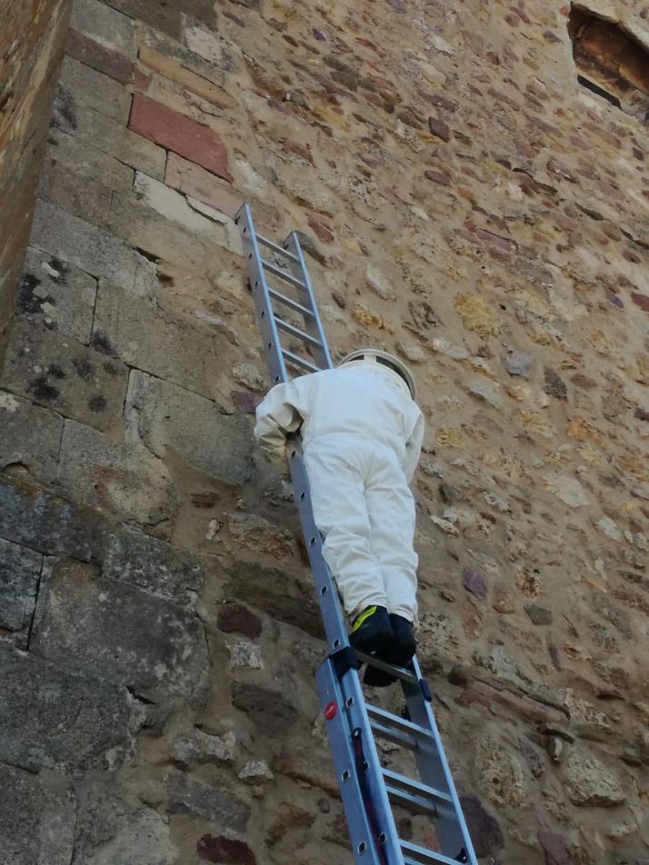 Retirado un enjambre de abejas en la iglesia de Borobia
