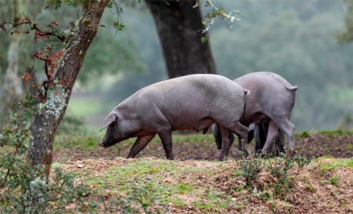 El Gobierno tramita ampliar los plazos que regulan las ayudas al porcino ibérico