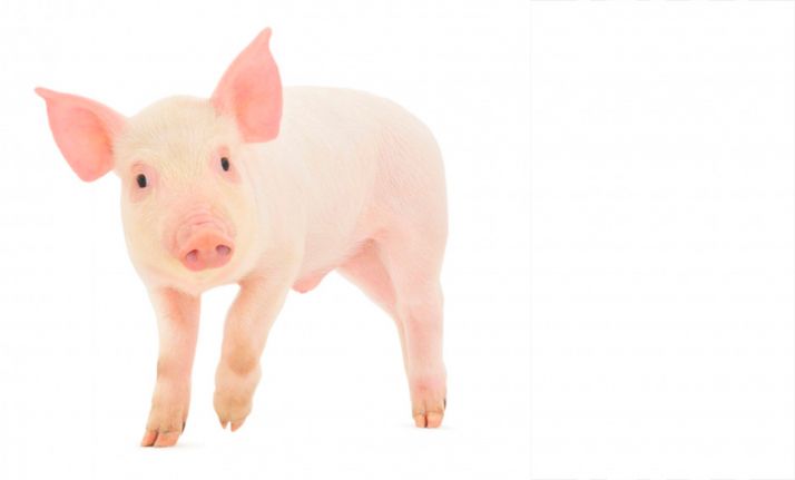 Soria no registra ninguna petición de ayudas regionales para explotaciones de cochinillo, cerdo ibérico y lidia