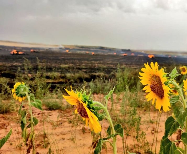 Arden más de 14 hectáreas en Aldealafuente