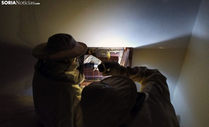 Los bomberos de Ólvega retiran un enjambre en La Miñana